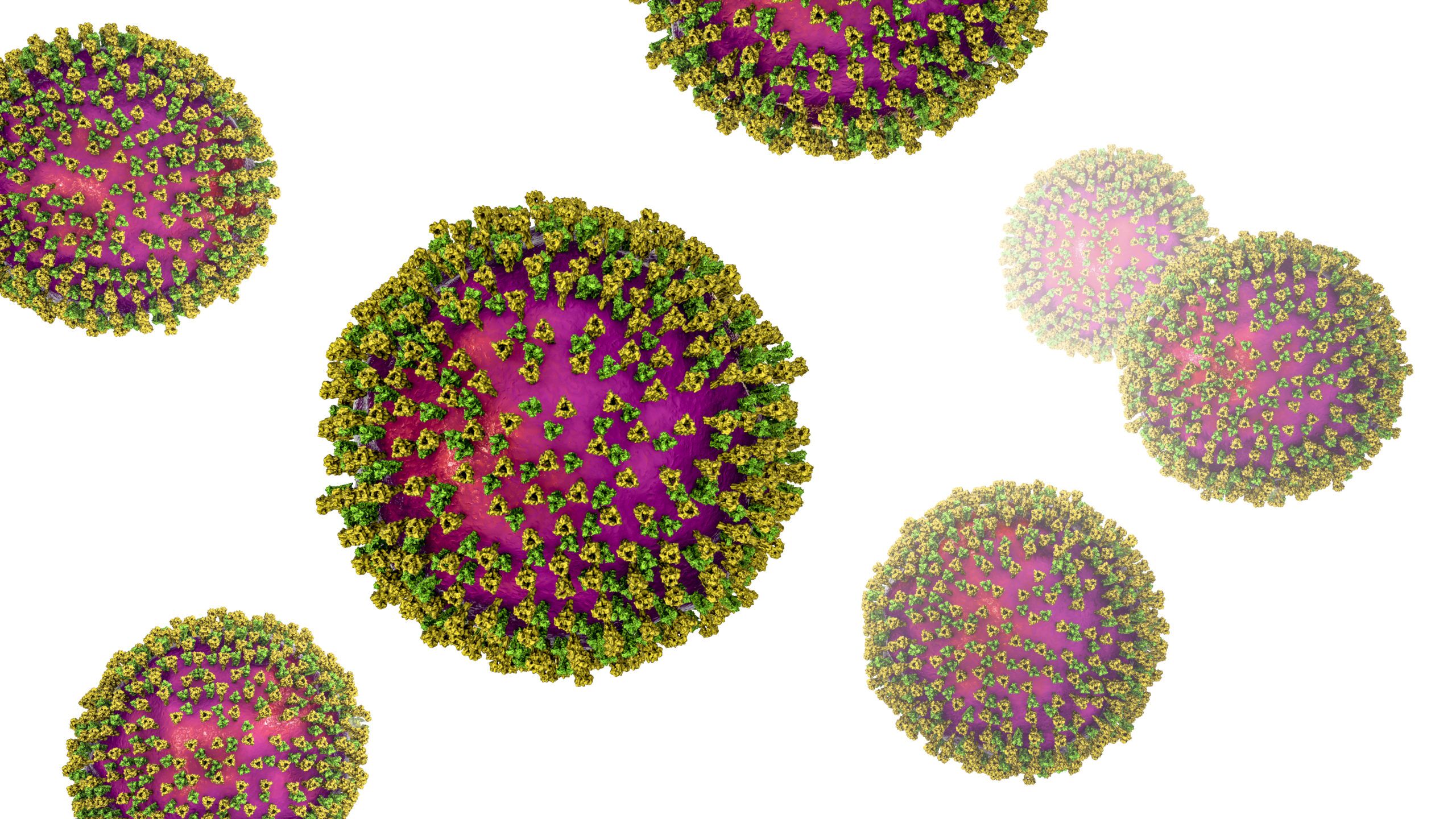 Measles viruses, illustration showing surface glycoprotein spikes heamagglutinin-neuraminidase and fusion protein