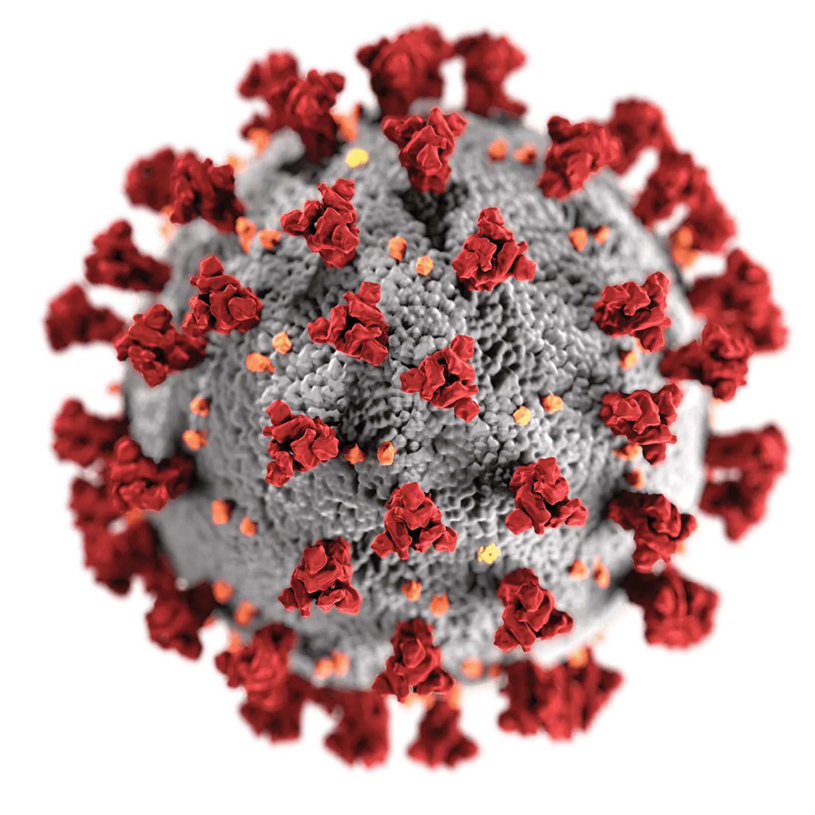 Respiratory Viral Panel 1 Positive Swab