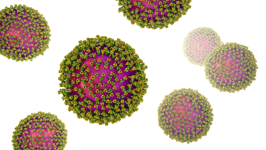 Measles viruses, illustration showing surface glycoprotein spikes heamagglutinin-neuraminidase and fusion protein